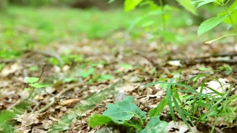 The snail eats the mushroom and dissolves the horns Stock Footage 77711269