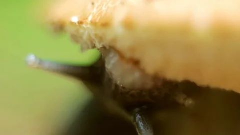 The snail eats the mushroom and dissolves the horns. Close-up, small depth of Stockbeeldmateriaal 77712084