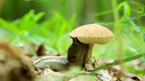 Snail eats mushrooms. An ecologically pure product of nature Stockbeeldmateriaal 77619796