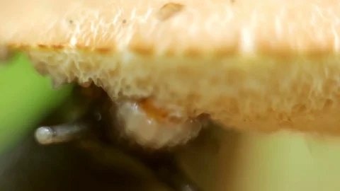 Snail eats white mushroom. Mucus, macro Stock Footage 77619950
