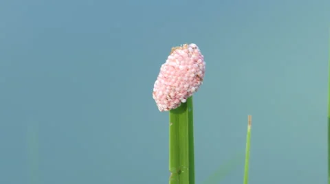 Snail eggs on on leaf in the nature Video stock 51025355