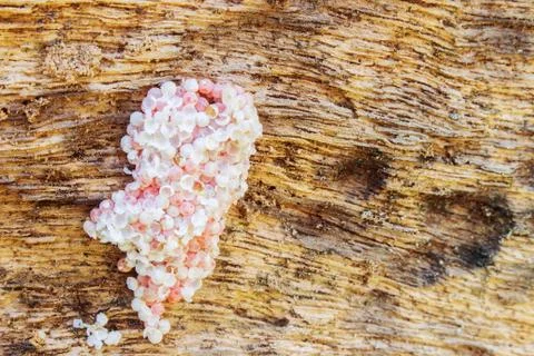 Snail Eggs 写真素材