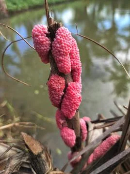 Snail eggs Stock Photos