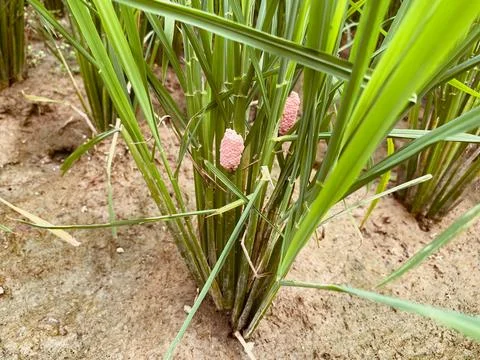 Snail Eggs in rice Trees Stock Photos