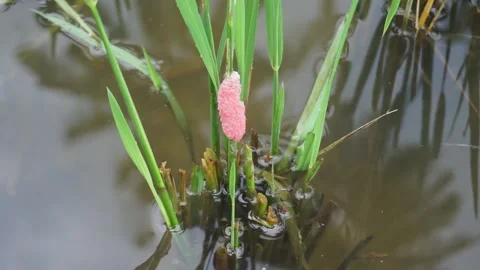 Snail eggs stick to the stems of watery rice plants Stock Footage 224715190