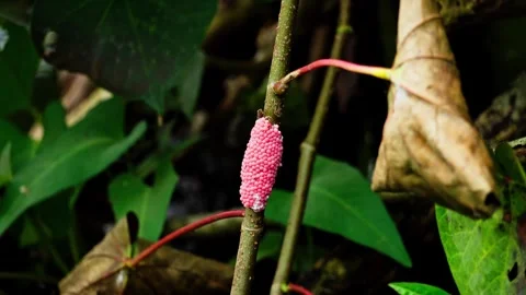 Snail eggs in the wild 10bit 4k 60fps Stock Footage 269716507