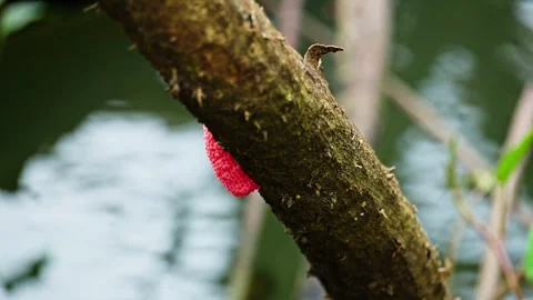 Snail eggs in the wild 10bit 4k 60fps Stock Footage 269716817