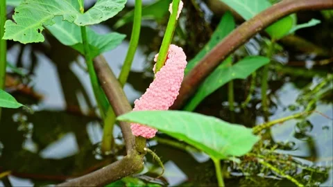 Snail eggs in the wild 10bit 4k 60fps Stock Footage 269723727