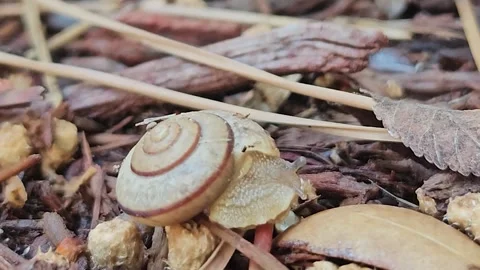 A snail emerges from its shell, its slimy foot extending as it glides forward Stock Footage 308983944