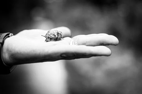 A Snail Emerging From Its Shell On The Palm Of An Outstretched Hand Stock Photos