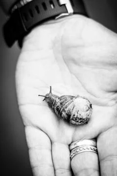 A Snail Emerging From Its Shell On The Palm Of An Outstretched Hand Foto stock