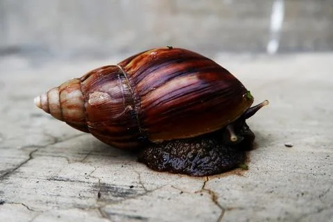Snail Emerging from Its Shell Stock Photos