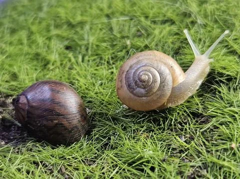 Snail escaping from abandoned empty shell Stock Photos