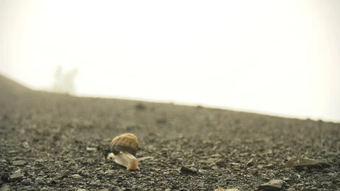 Snail escargot 動画素材 101648703