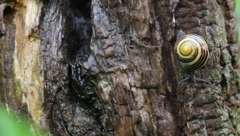 Snail examining bark Stock Footage 8521359