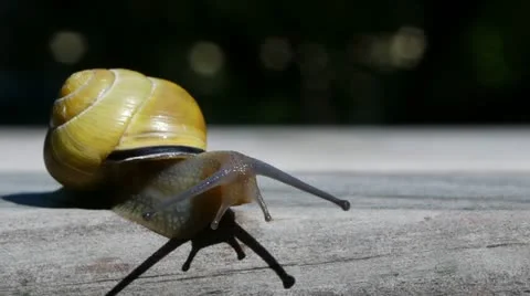 Snail experiencing its surrounding Stock Footage 21376200