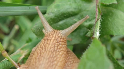 Snail exploring green grass and leaves Vidéo 310408907