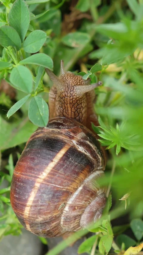 Snail exploring green grass in close up view Видео 310409349