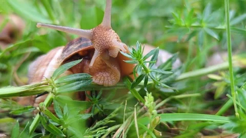 Snail exploring green grass in a sunny meadow Vídeo Stock 333129065