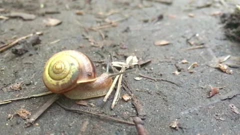 Snail exploring the ground Stock Footage 132991466