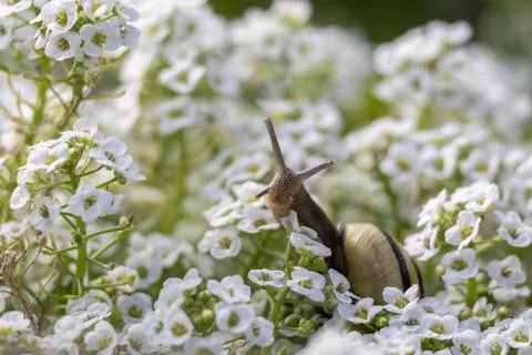Snail exploring a lush bed of white flowers on a sunny afternoon in a garden Stock Photos