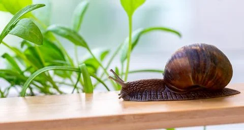 Snail Exploring a Wooden Surface. Stock Photos