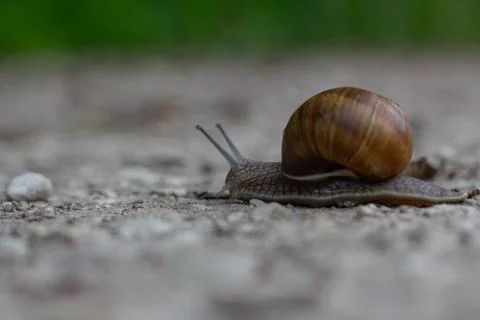 Snail With Extended Eyestalks On A Path Stock Photos