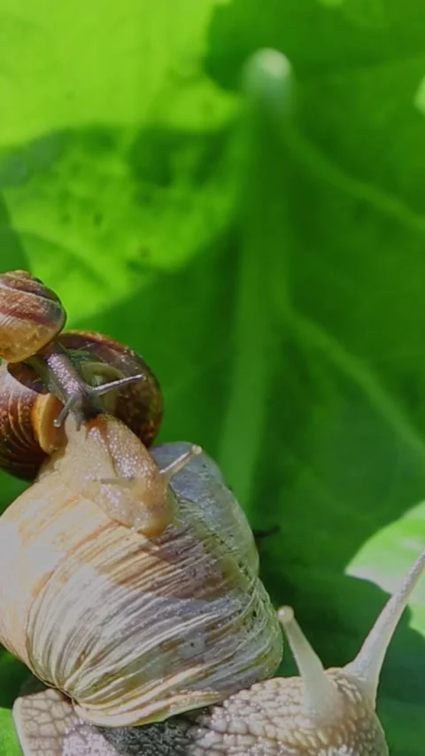 Snail extending body while climbing leaf surface Video stock 318835396