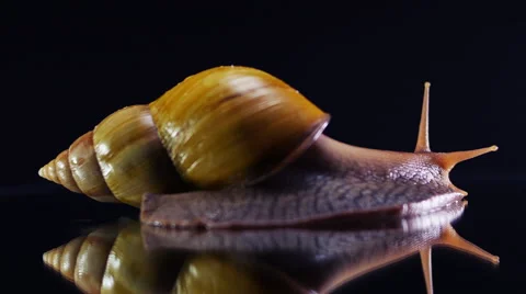 Snail extreme close up Stock Footage 39965526