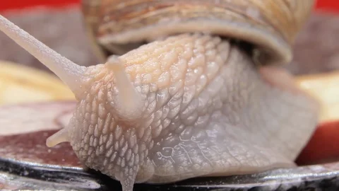 Snail extreme macro closeup 13 Stock Footage 107630622