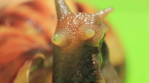 Snail eye with slime close-up on Green background  Stock Footage 35732685