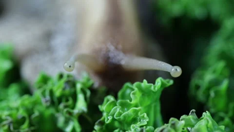 Snail eyes macro Video stock 130668482