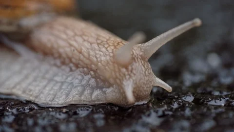 Snail face with its eye retracting. Close-up, macro shooting. 库存影片 129338756