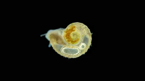 Snail Family Planorbidae under microscope, order Pulmonata.  Anisus sp. Stock Footage 236833946