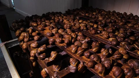Snail farm. Dilution. Shellfish on shelves Stock-Footage 132622385