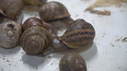 Snail farm, growing snails, snails close-up. Snail climbs on another snail shell Stock Footage 140262143
