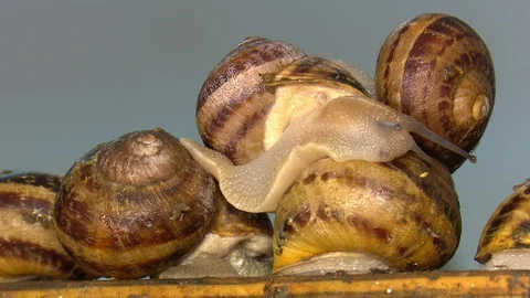 Snail. Farm with snails. Snails close-up. Stock Footage 128111087