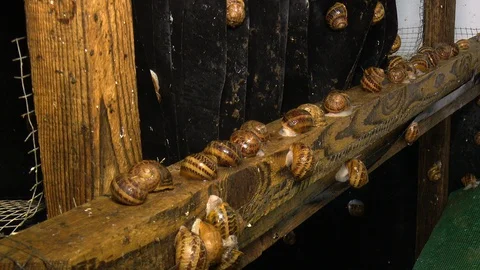 Snail. Farm with snails. Snails close-up. Stock Footage 128111234