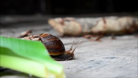 Snail fast moving in nature Stock Footage 77987993