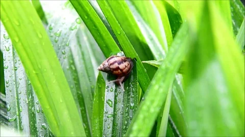 Snail fast moving in nature Stock Footage 77988015