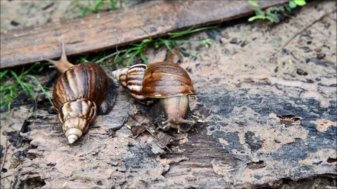Snail fast moving in nature Stock Footage 77988017