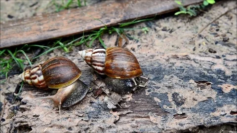 Snail fast moving in nature Stock Footage 77988023