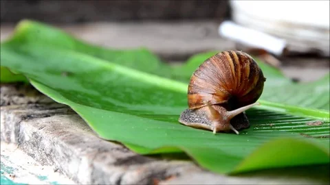Snail fast moving in nature Stock Footage 77988026