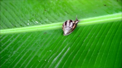 Snail fast moving in nature Stock Footage 77988034