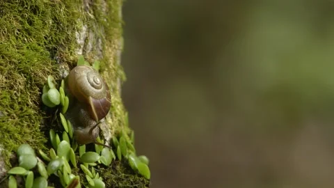 Snail feeding on moss covered tree. Stock Footage 139171122
