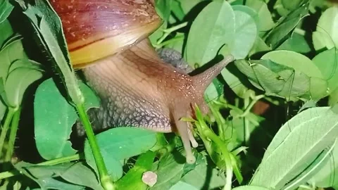 Snail feeding on peanut grass  Stock Footage 273502985