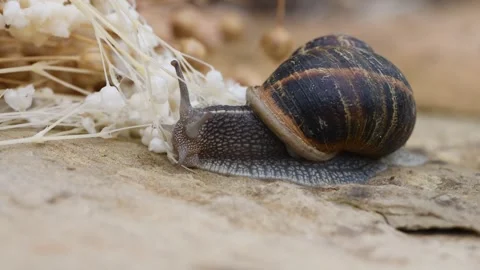 Snail feeding from a plant Stock Footage 250163988