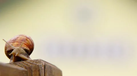Snail on the fence Stock Footage 53811159