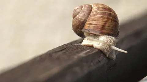 Snail on the fence SLOW-MO Stock Footage 53535549