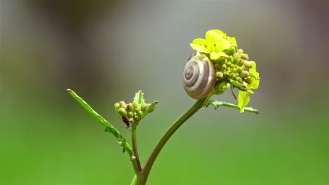 Snail on a field flower on a blurred background, closeup Stock Footage 88132228
